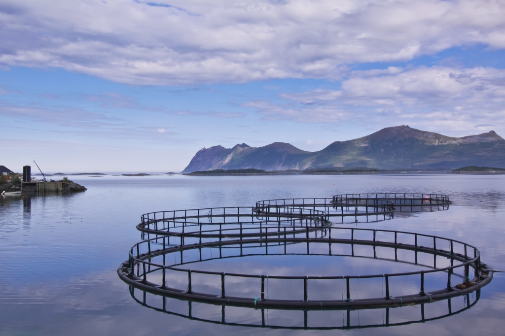 "Swimming Towards a Sustainable Future: Innovations in Aquaculture Practices"