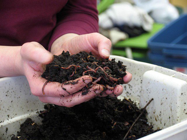 “Go Green and Grow: 8 Reasons to Embrace Composting and Vermiculture for a Sustainable Garden”
