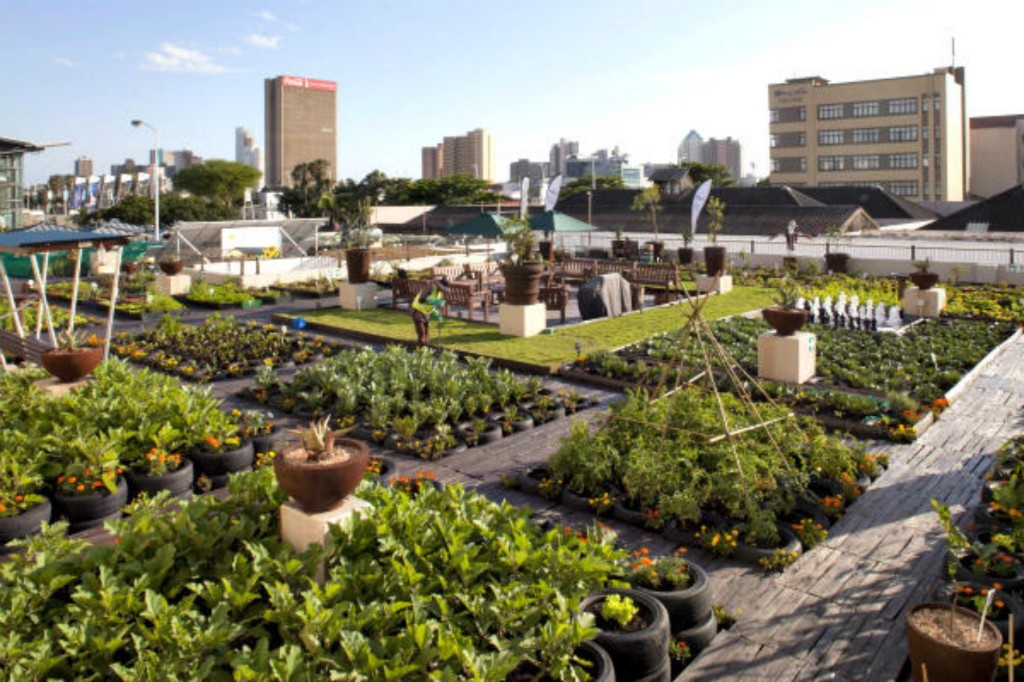 “From Rooftops to Regenerative Fields: Sustainable Farming Innovations Revolutionize Urban Agriculture”
