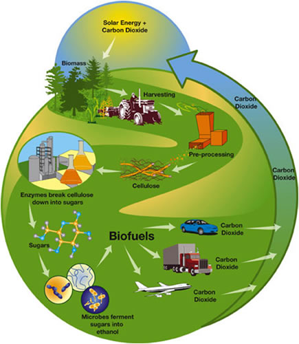 “Fueling the Future: Biofuels Take Center Stage as Green and Sustainable Energy Solution”