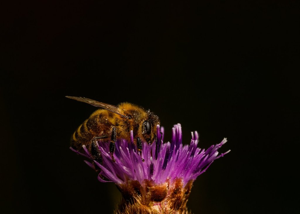 “Beekeeping and Pollinator Conservation: A Decade of Progress and Challenges Ahead”